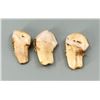 Image 3 : Montana Bull Elk Teeth