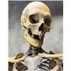 Image 2 : 19th Century Medical Articulated Human Skeleton