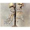 Image 8 : 19th Century Medical Articulated Human Skeleton