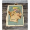 Image 2 : Lift Flap Fold Out Phrenology Chart
