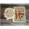 Image 3 : Lift Flap Fold Out Phrenology Chart