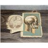 Image 4 : Lift Flap Fold Out Phrenology Chart