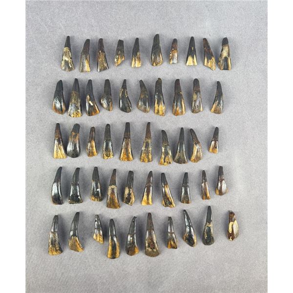 Lot of 50 Fossilized Buffalo Teeth