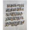 Image 2 : Lot of 50 Fossilized Buffalo Teeth