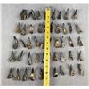 Image 3 : Lot of 50 Fossilized Buffalo Teeth