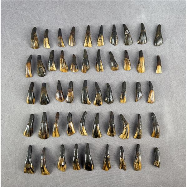 Lot of 50 Fossilized Buffalo Teeth