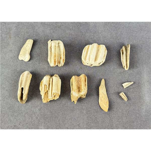 Collection of Ancient Horse Teeth