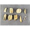 Image 1 : Collection of Ancient Horse Teeth