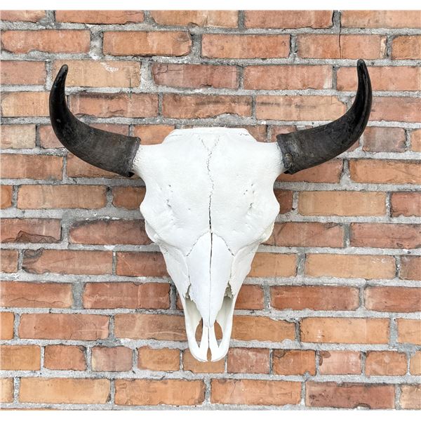 Montana Taxidermy Buffalo Skull