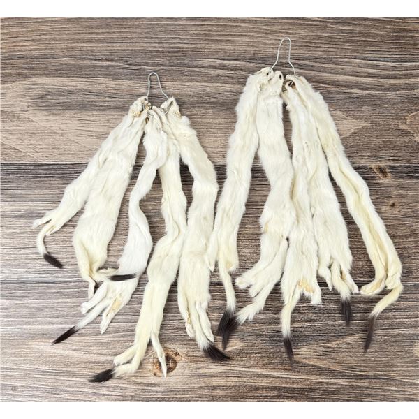 Montana Taxidermy Ermine Pelts