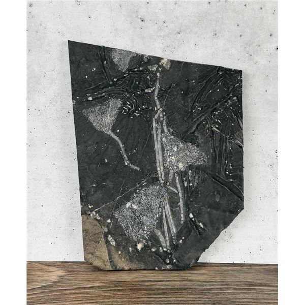 Moroccan Crinoid Fossil Plate