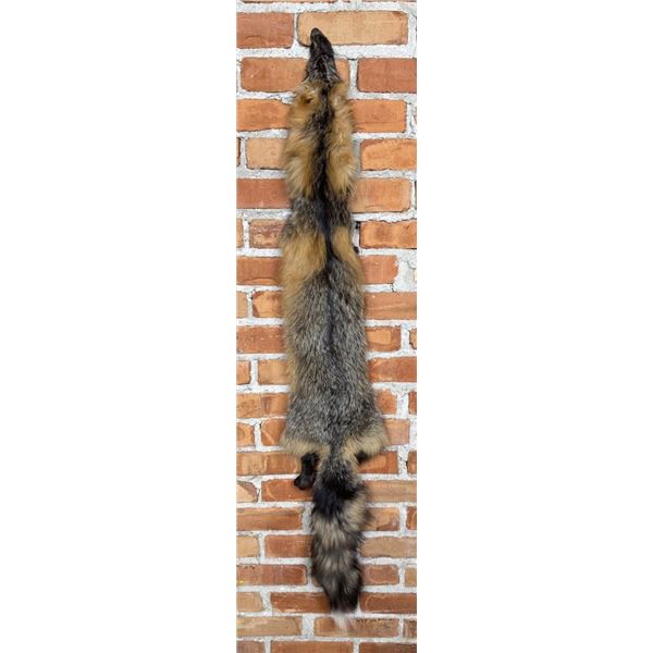Beautiful Ranch Cross Fox Fur Pelt Taxidermy