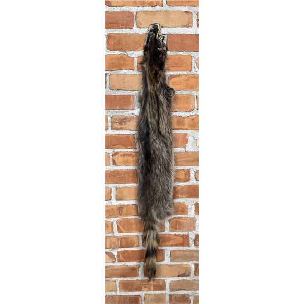 Montana Taxidermy Raccoon Pelt Hide