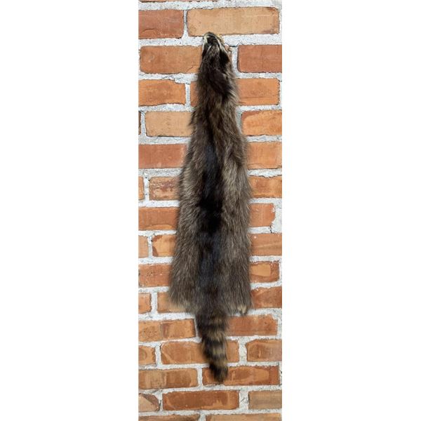 Montana Taxidermy Raccoon Pelt Hide