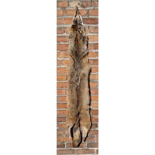 Montana Taxidermy Coyote Pelt Hide