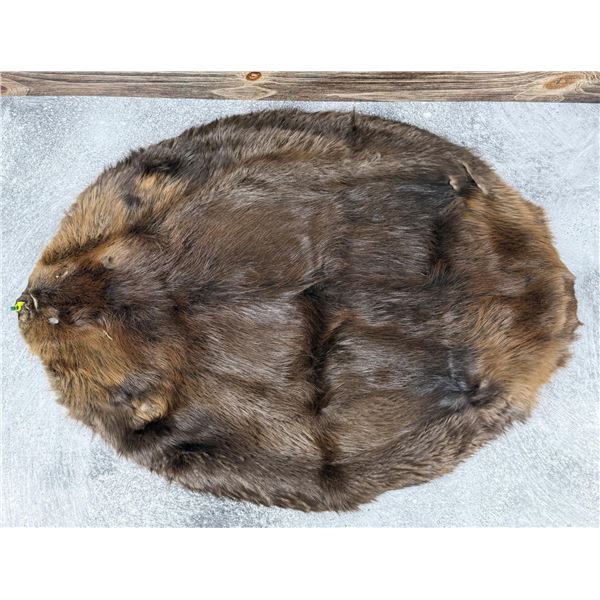 Montana Taxidermy Beaver Hide Pelt