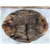 Image 1 : Montana Taxidermy Beaver Hide Pelt