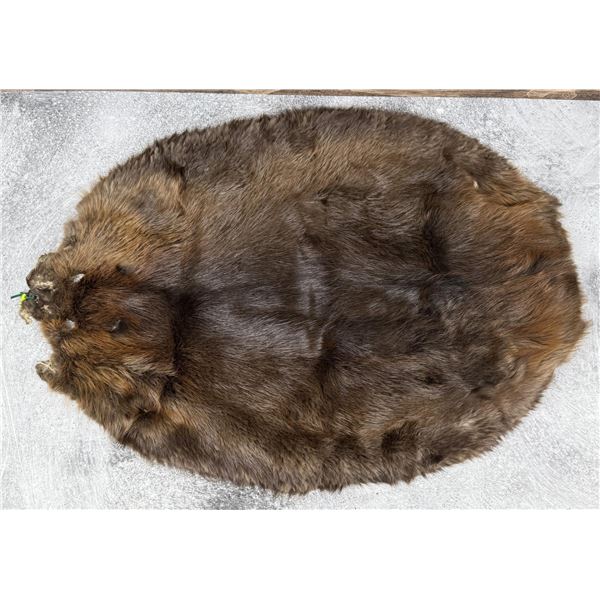 Montana Taxidermy Beaver Hide Pelt