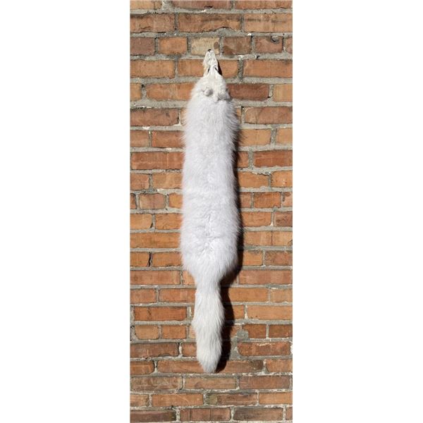 Beautiful Arctic Fox Fur Pelt Taxidermy