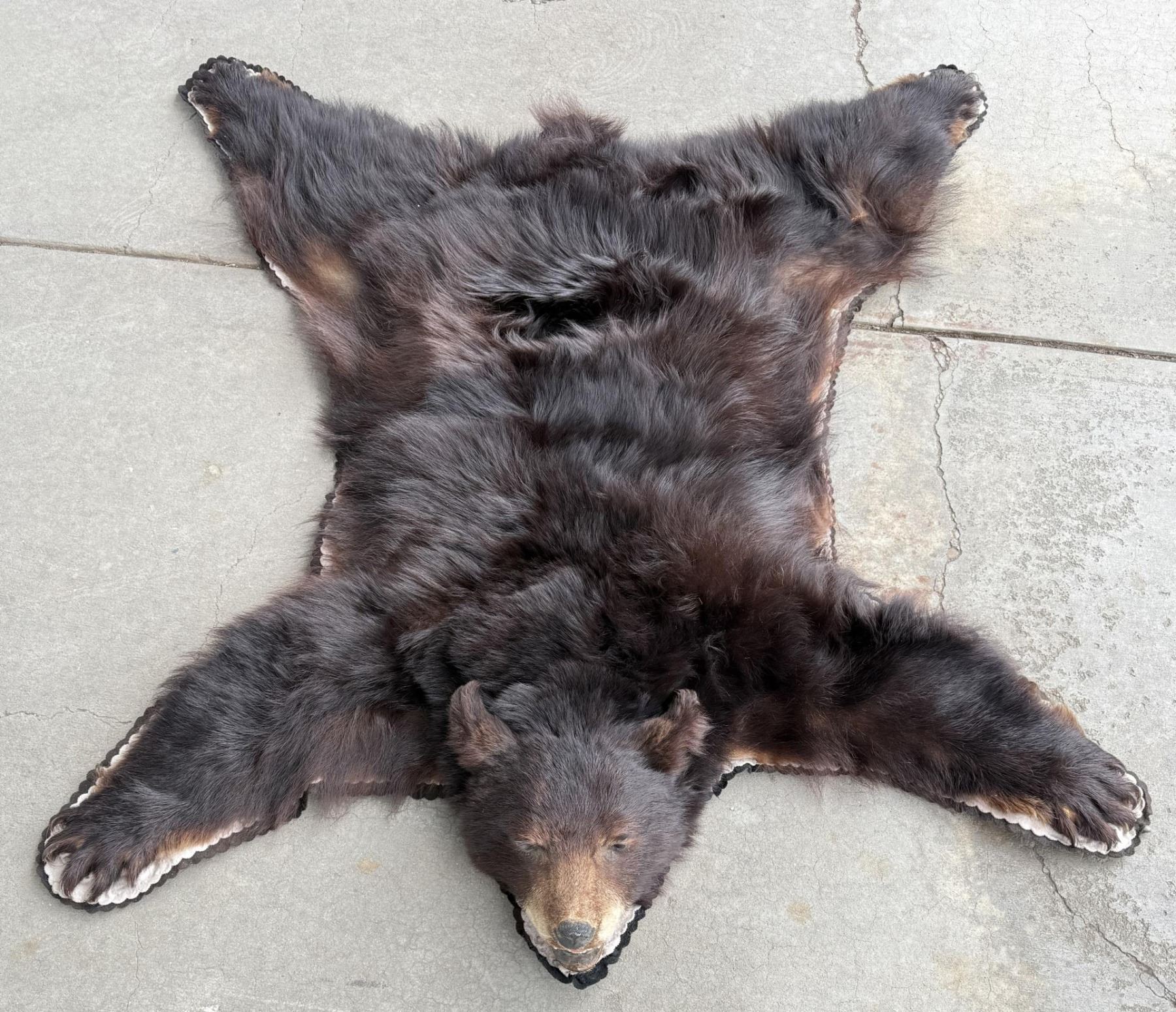 Bear Ruf Large Montana Taxidermy Black Bear Rug