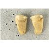 Image 2 : Montana Bull Elk Teeth