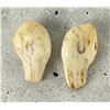Image 3 : Montana Bull Elk Teeth
