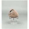 Image 2 : Hag Stone