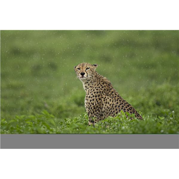 Original African Safari photo