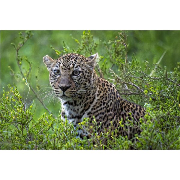 Original African Safari photo