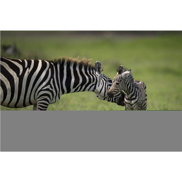 Original African Safari photo