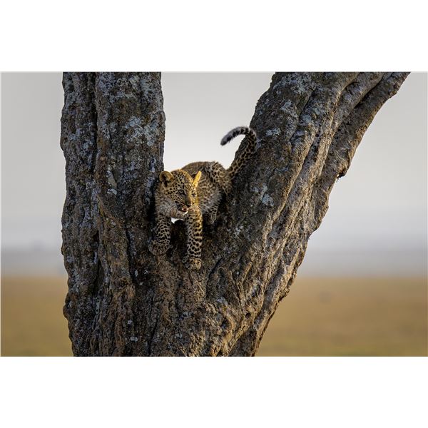 Original African Safari photo