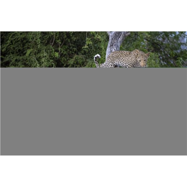 Original African Safari photo