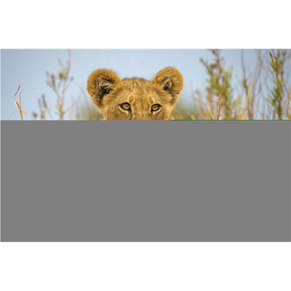 Original African Safari photo