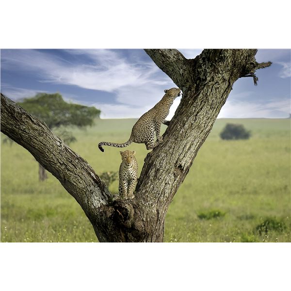 Original African Safari photo