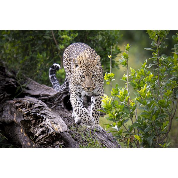 Original African Safari photo