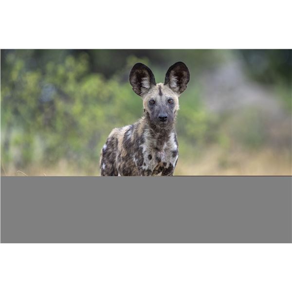 Original African Safari photo