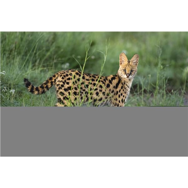 Original African Safari photo