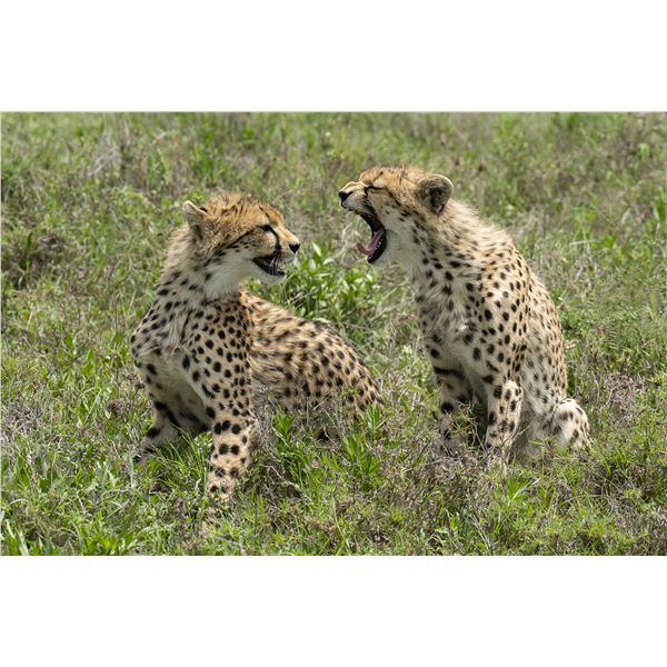 Original African Safari photo