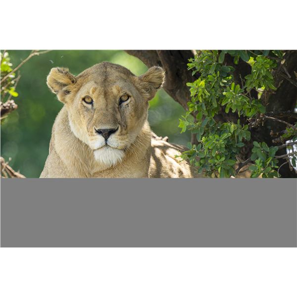 Original African Safari photo