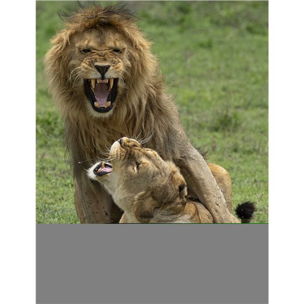 Original African Safari photo