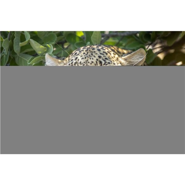 Original African Safari photo