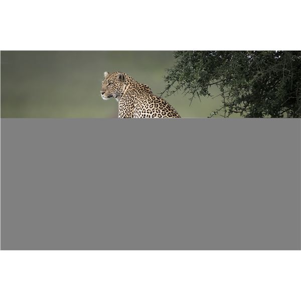 Original African Safari photo
