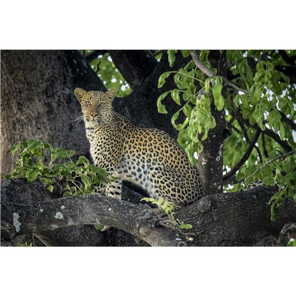 Original African Safari photo