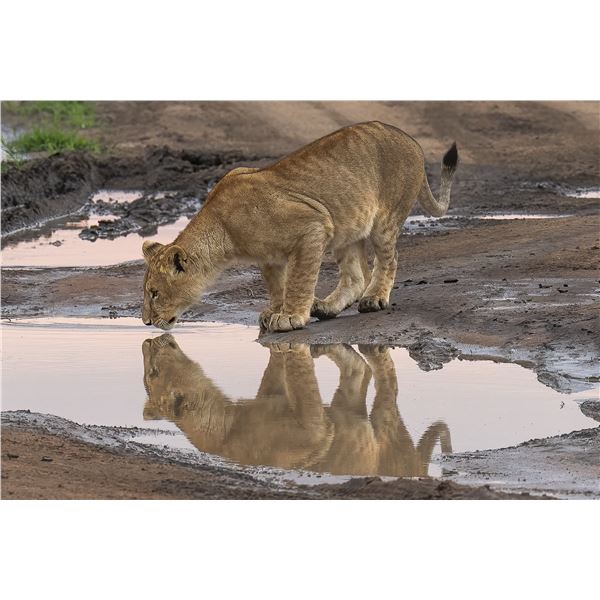 Original African Safari photo