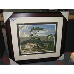 white Pine Lep By A.j. Casson