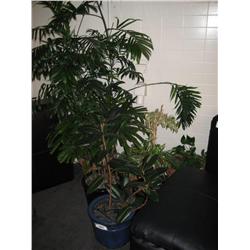 Large Lot Of Live Potted Plants