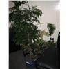 Image 1 : Large Lot Of Live Potted Plants