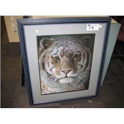tiger  Portrait Print By Robert Bateman