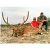 Image 2 : South Texas Trophy Hunt - Ox Ranch (Uvalde County, Texas)