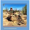 Image 1 : Mule Deer - Sonora Old Mexico